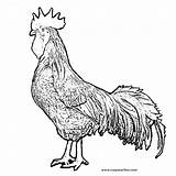 Rooster Realistic Albanysinsanity Hen Getdrawings Shrewd Clipartmag Hens sketch template