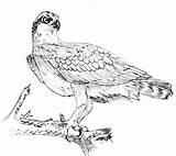 Osprey Coloring Getdrawings Getdrawingscom sketch template