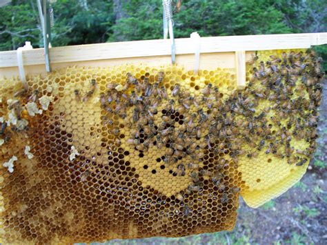 bee hive  beekeepers digest