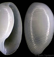 Afbeeldingsresultaten voor "roxania Utricula". Grootte: 176 x 185. Bron: www.gastropods.com
