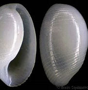 Afbeeldingsresultaten voor "roxania Utricula". Grootte: 181 x 185. Bron: www.gastropods.com