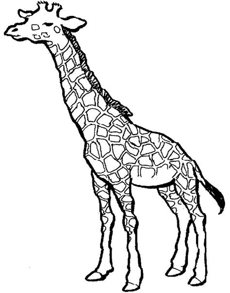 ideas giraffe coloring pages  kids home family style