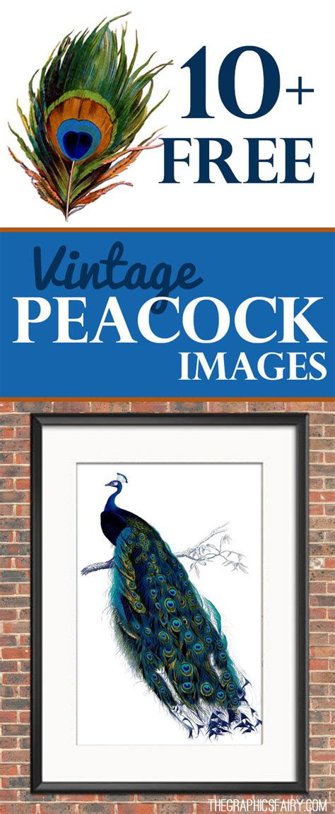 10 Free Vintage Peacock Images Fabulous The