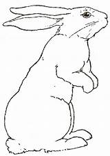 Coloring Rabbits Hare Sketch 1126 Sketchite Lapin Bunnies sketch template