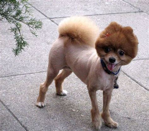 ten dogs  bad haircuts life  dogs