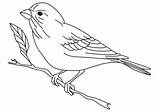 Finch Passerine sketch template