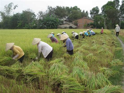 rice harvest  long  roybycom