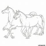 Colorare Poulain Cavallo Coloriage Cheval Cavalli Arabi Disegno Colorier Fantino Branco Cavallino Arabo Puledro sketch template