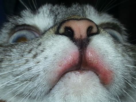 Rodent Ulcer Cat Lower Lip Cat Meme Stock Pictures And Photos