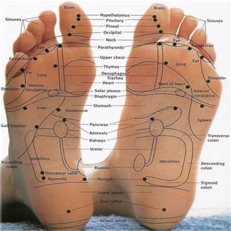 printable foot reflexology charts maps templatelab