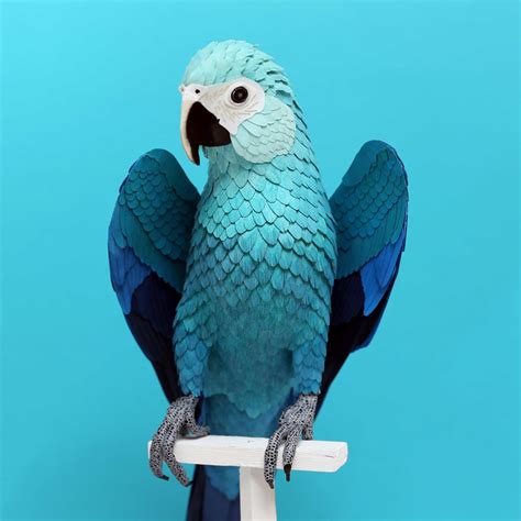 spix macaw domestika