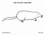 Mole Coloring Nosed Star Printing Pdf Exploringnature sketch template