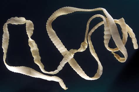 goat wormer  tapeworms