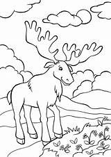 Moose из все категории sketch template