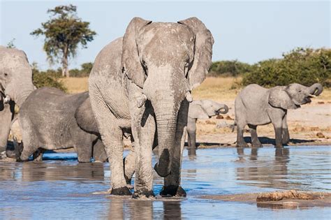 chobe national park tours expert guide to safari holidays in botswana