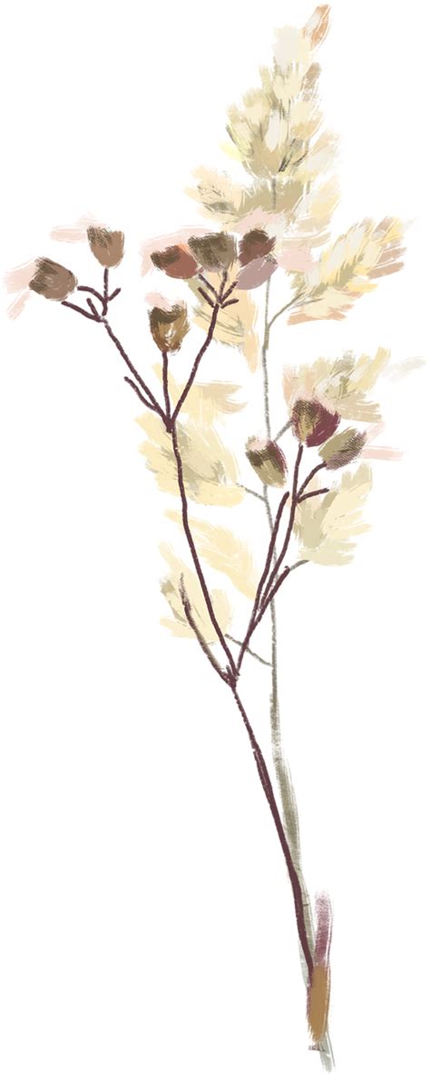 dried flowers wildflowers  image  pixabay