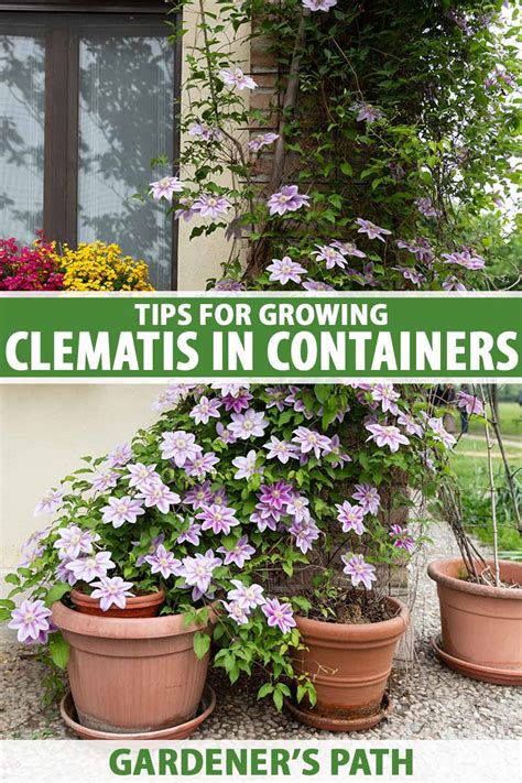 How To Grow Clematis In Containers Gardeners Path