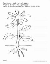 Plant Parts Coloring Color Label Grade Printable Worksheets Activities Pages Activity Kindergarten Flowering Flower Esteem Self Labelled Kids Science First sketch template