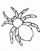 Halloween Spider Coloring Pages Redback Getcolorings Lovely Color sketch template