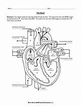 Heart Diagram System Cardiovascular Color Blood Anatomy Science Resources Coloring Printable Through Physiology School Teacherspayteachers Cardiac Teaching Students Human Labeled sketch template