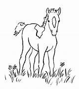Foal Ausmalbilder Pferde Malvorlagen Fohlen Kinder Pferd Tiere Hunde Steigendes Drucken Tier sketch template