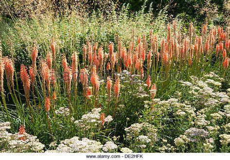 image result  giant feather grass withkniphofia feather grass