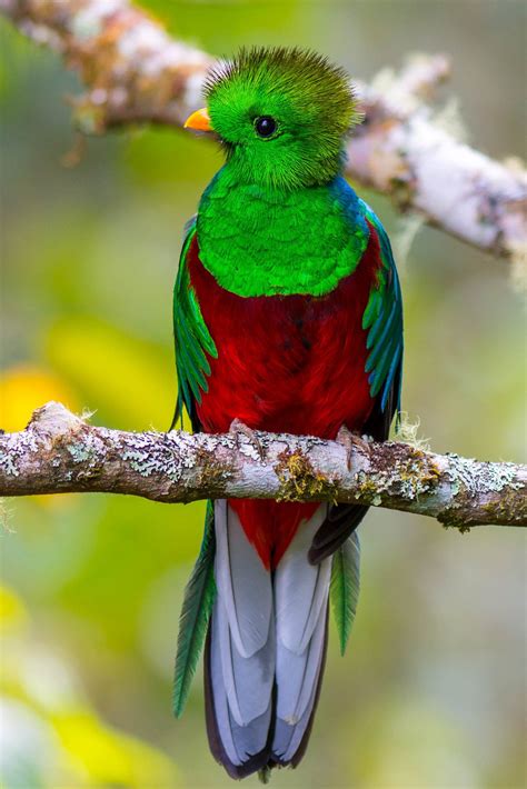 resplendent quetzal colorful birds beautiful birds animals beautiful