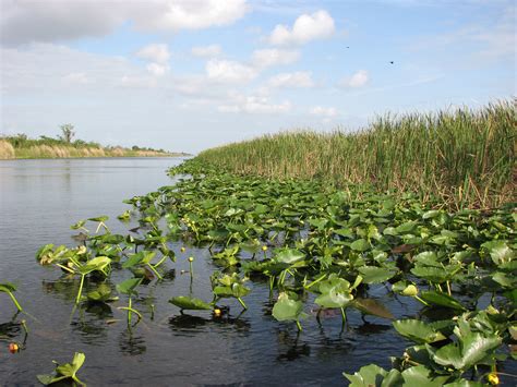 everglades adventure southwest florida wheretraveler