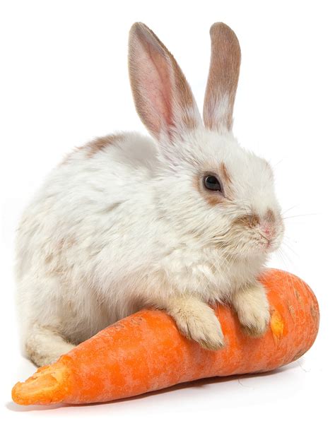 rabbits eat carrots daily     special treat