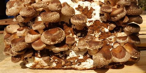 grow shiitake mushrooms  ultimate guide grocycle