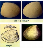 Afbeeldingsresultaten voor "nuculoma Tenuis". Grootte: 168 x 185. Bron: www.conchigliedelmediterraneo.it