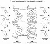 Dna Rna Coloring Differences Structural Between Pages Worksheet Supercoloring Drawing Color Printable Categories sketch template