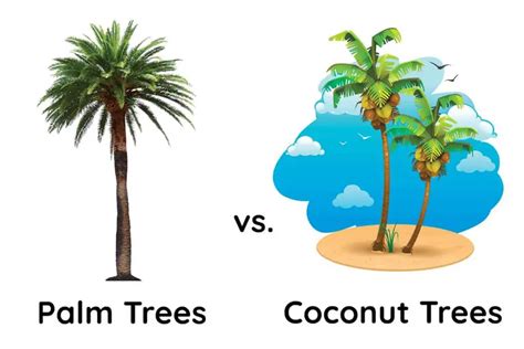 palm tree  coconut trees   identify  plantglossary