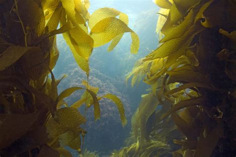 seaweed definition types facts britannica