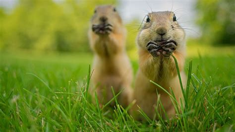 comedy wildlife photography award die witzigsten tierfotos der welt geo