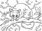 Possum Australie Toupty sketch template