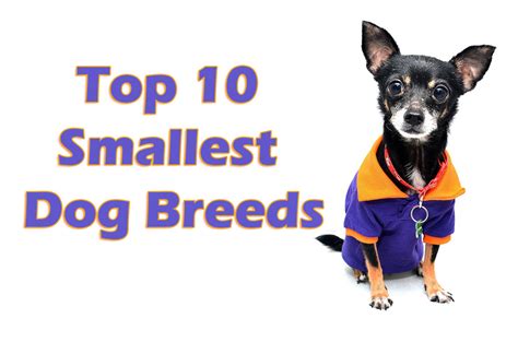 world top  smallest dog breeds blog