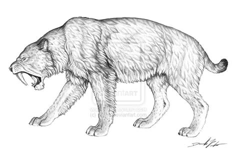 sabertooth tiger drawings silodon saber tooth cat  wrelm