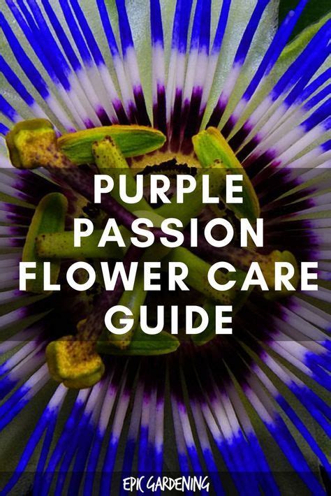 Purple Passion Flower Passiflora Incarnata Care And Benefits Epic
