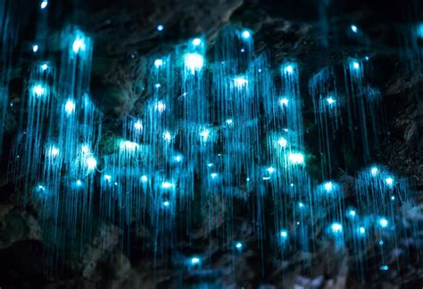 dazzling video   glowworm cave   zealand glow worm cave glowworm caves  zealand