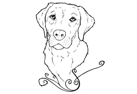 labrador eye drawings google search dog coloring page puppy