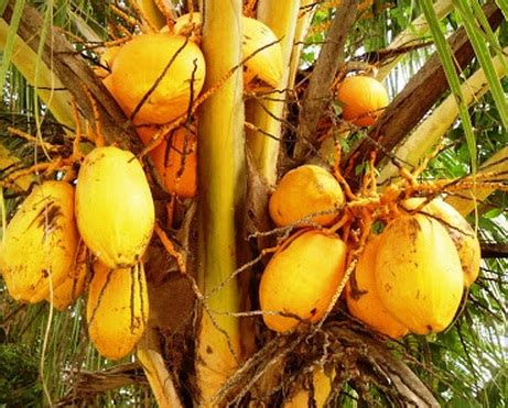 tanaman kelapa gading bibitbungacom