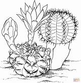 Cactus Coloring Pages Printable Kids Color Print Colorat Drawing Printables Flower Supercoloring Drawings Gymnocalycium Mihanovichii Plants Cliparts Para Paintings Outline sketch template