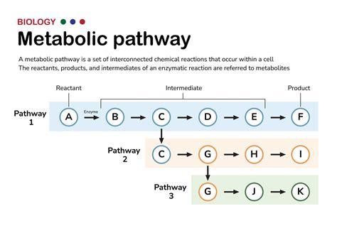 scientific diagram illustrate  explanation  concept  metabolic