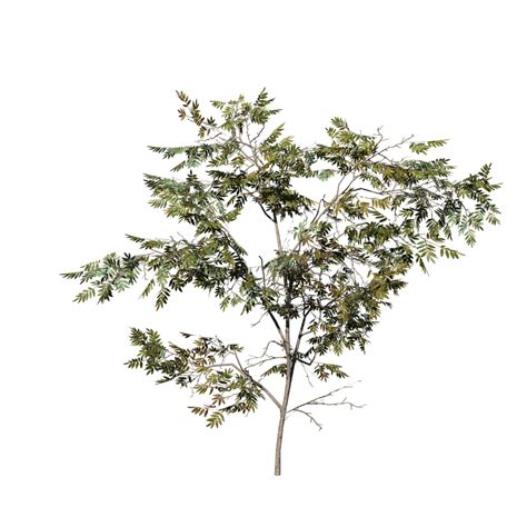 acacia sapling speedtree