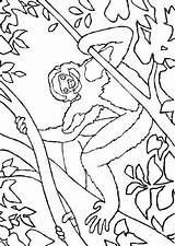 Apen Kleurplaten Affen Dieren Monkeys Mewarnai Coloriages Malvorlagen Animierte Monyet Animasi Singes Ausmalbild Malvorlage Animal Ausmalbilder Affe Bergerak Scimmie Kleurplaatjes sketch template