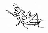 Saltamontes Infantil Grasshopper Menta Educación Saltam sketch template