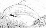 Dolphin Coloring Pages Under Water sketch template