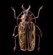 Afbeeldingsresultaten voor "tholospira Cervicornis". Grootte: 178 x 185. Bron: pixels.com