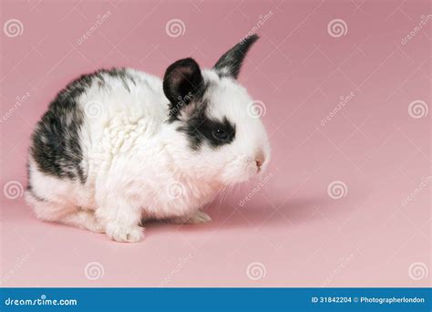 konijn op roze achtergrond stock foto image  mening